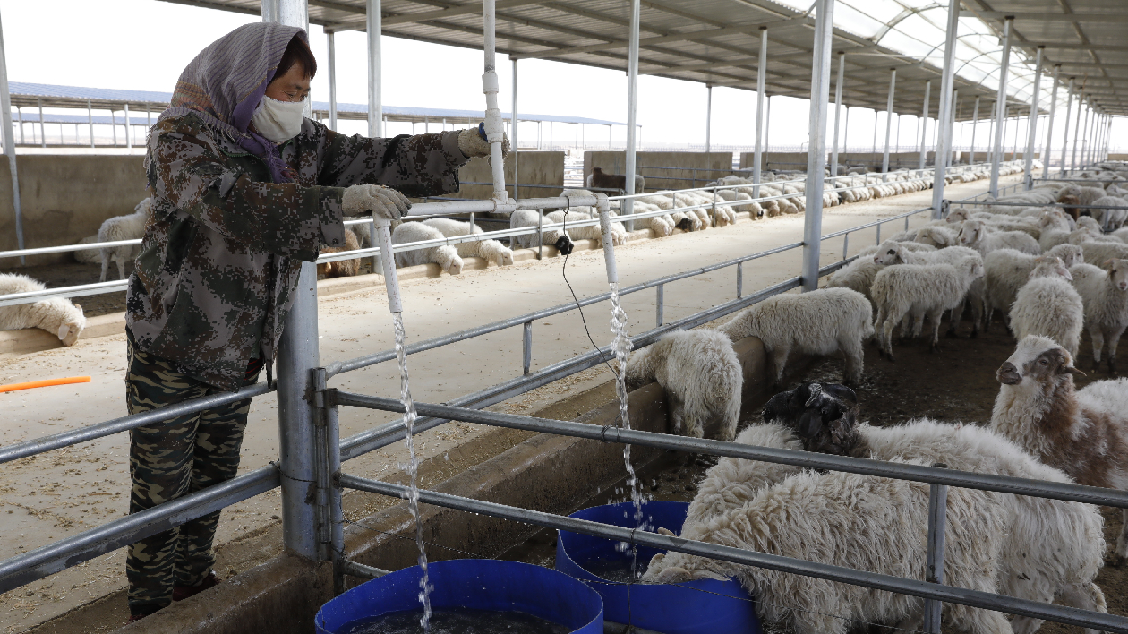 高質量發展甘肅篇丨武威古浪：延鏈補鏈 做大做強牛羊產業