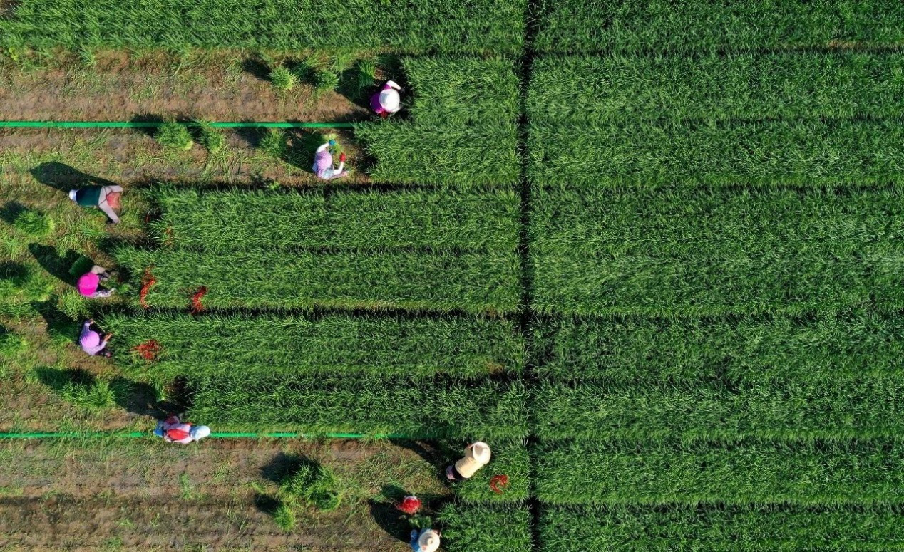 安徽巢湖：韭菜飄香收割忙