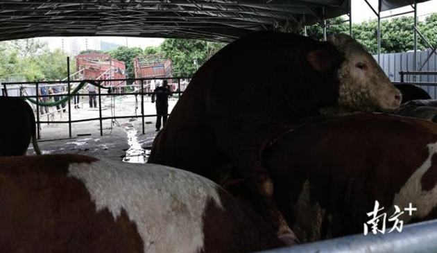 東莞通報：灌水牛供應商等5名人員已被警方控制，全市將開展專項整治