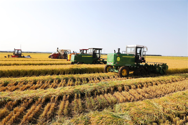北大荒集團建三江分公司：金戈鐵馬入場 水稻開鐮收穫