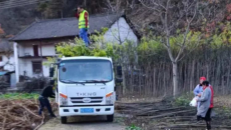 陝西丹鳳回應「強砍3萬多棵國槐樹」事件：屬違規佔用永久基本農田