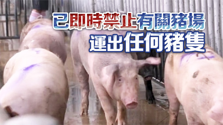 漁護署：元朗新田一豬場爆非洲豬瘟 逾900頭豬須銷毀