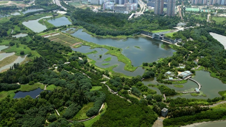 濕地公園針尾沙錐及綠翅鴨屍體爆H5N1 三公里內有雞場