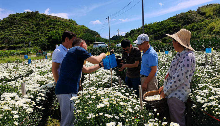 綠色化+品牌化  皖歙縣力推茶菊產業高質量發展