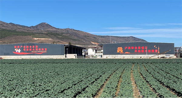 雲南鶴慶：滬滇合力奏響蔬菜產業致富曲