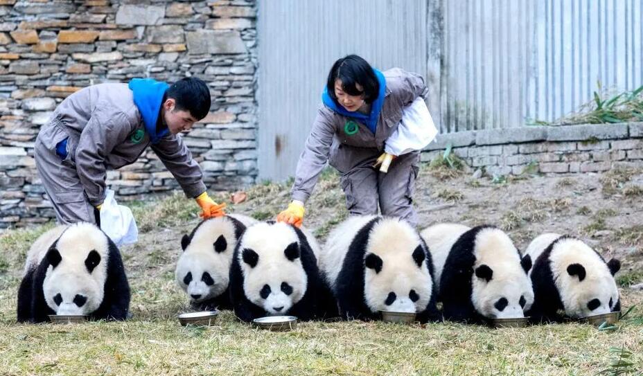 全球大熊貓圈養數量達728隻
