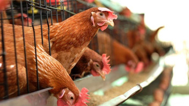 本港暫停進口加拿大和波蘭部分地區禽肉及禽類產品