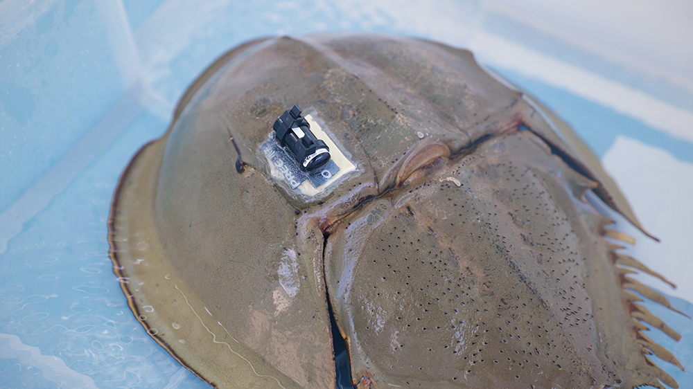 首次以自動化水底聲學追蹤馬蹄蟹 海洋公園保育基金收集數據助保育