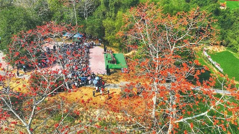 黎鄉棉又紅！海南昌江迎來花的海，春的萌動和浪漫