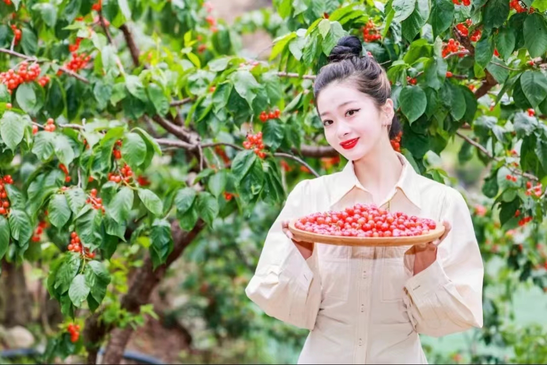 2024年瀘定紅櫻桃採摘體驗季推薦會於4月26日啟動