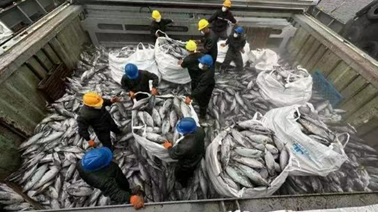 1090噸圍網金槍魚獻禮深圳漁博會