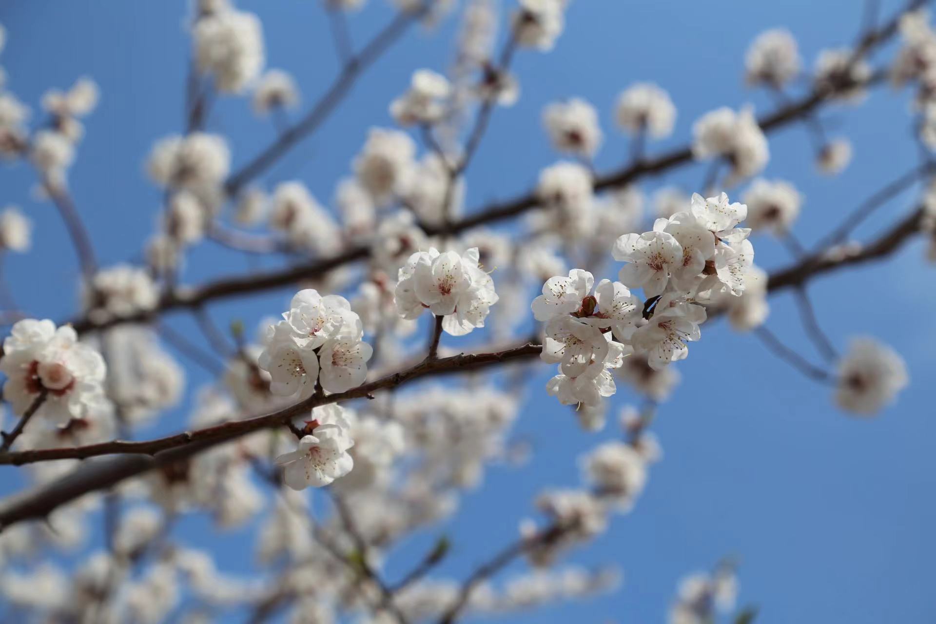 黑龍江寶清：千畝杏花俏爭春