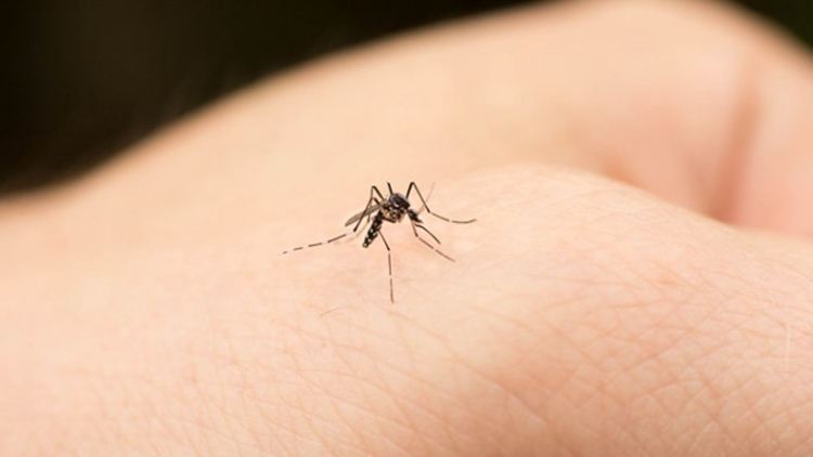 6月14日至20日本港錄得3宗登革熱感染個案