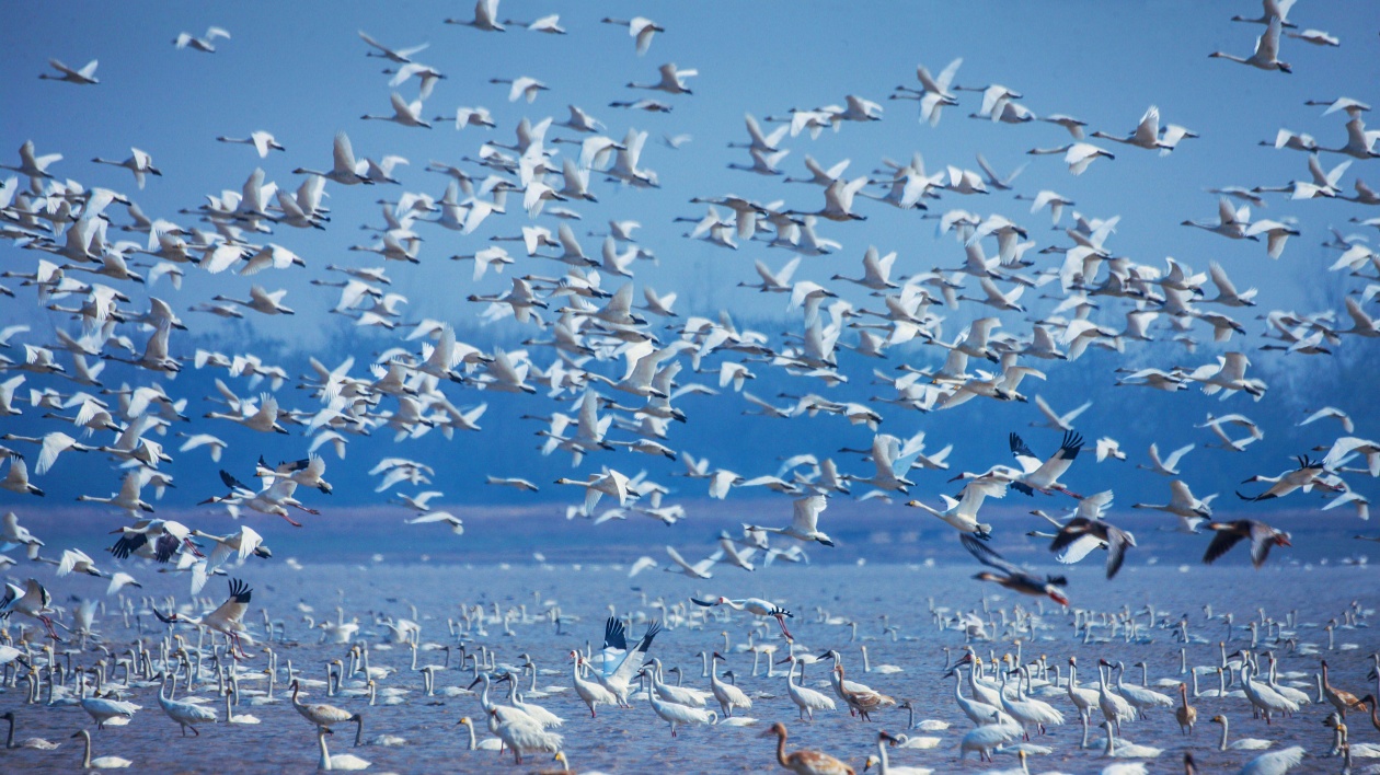 江西鄱陽湖保護區：用「新」守護鄱陽湖70萬只越冬候鳥