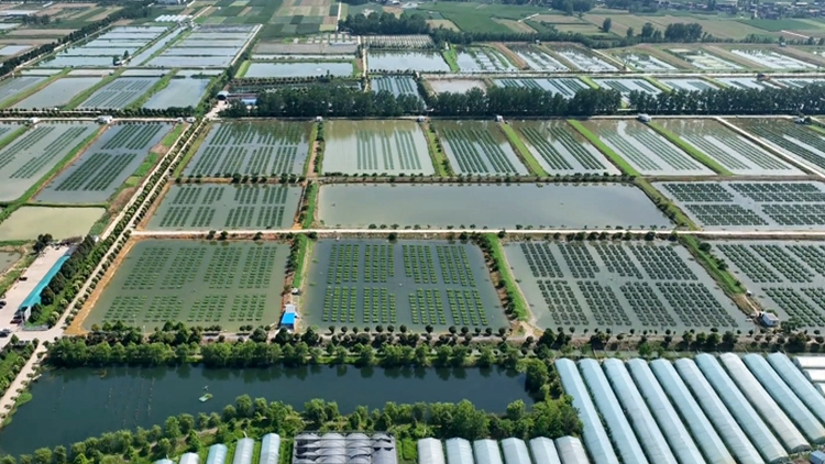 小黃鱔「游」出大產業 「中國黃鱔之都」打造百億級黃鱔全產業鏈