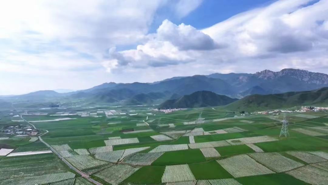 甘肅天祝：高原夏菜直供「灣區」