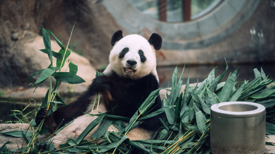 崔定邦：日本經驗大熊貓帶來龐大收益 建議推動網絡宣傳