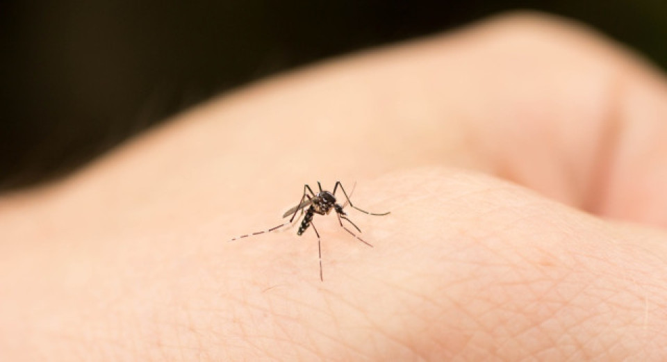 過去一周本港錄得3宗登革熱個案 均為外地傳入