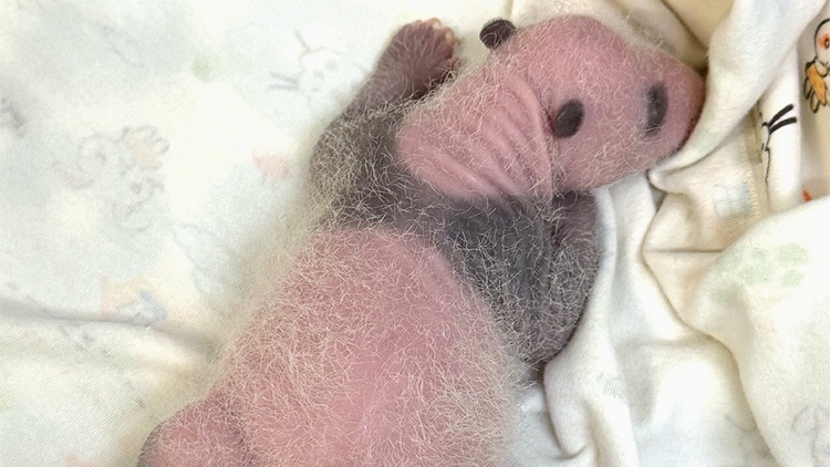 【民意建言】以「熊貓經濟」促創新變革