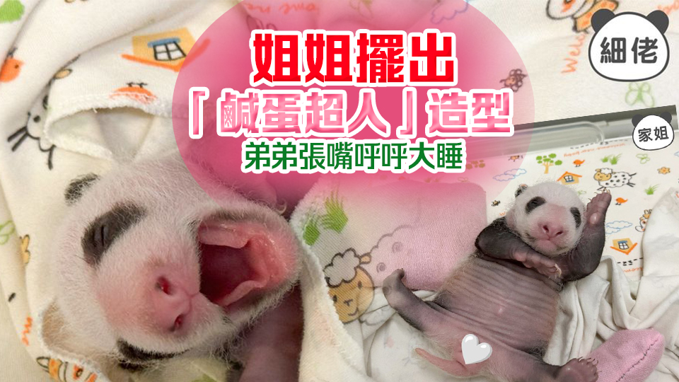 港產大熊貓獨特睡姿出爐 姊弟各有不同萌倒眾生