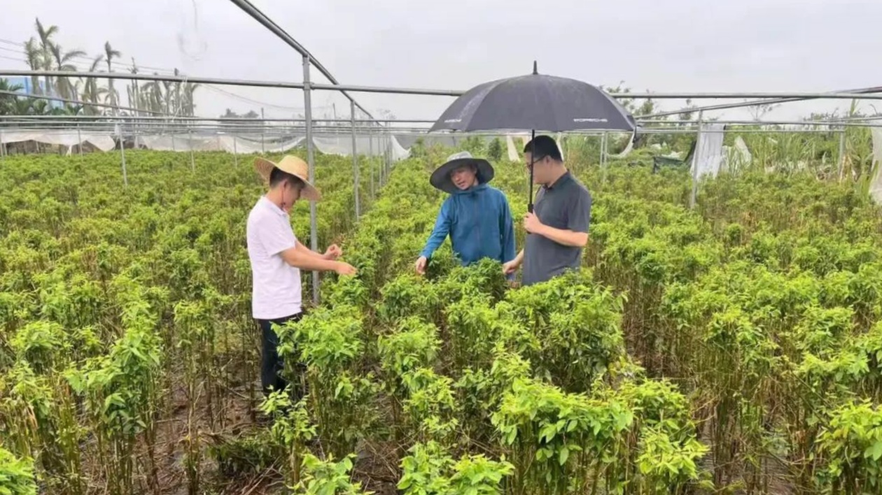 海南樂東對口幫扶海口市瓊山區做好災後蔬菜恢復生產工作