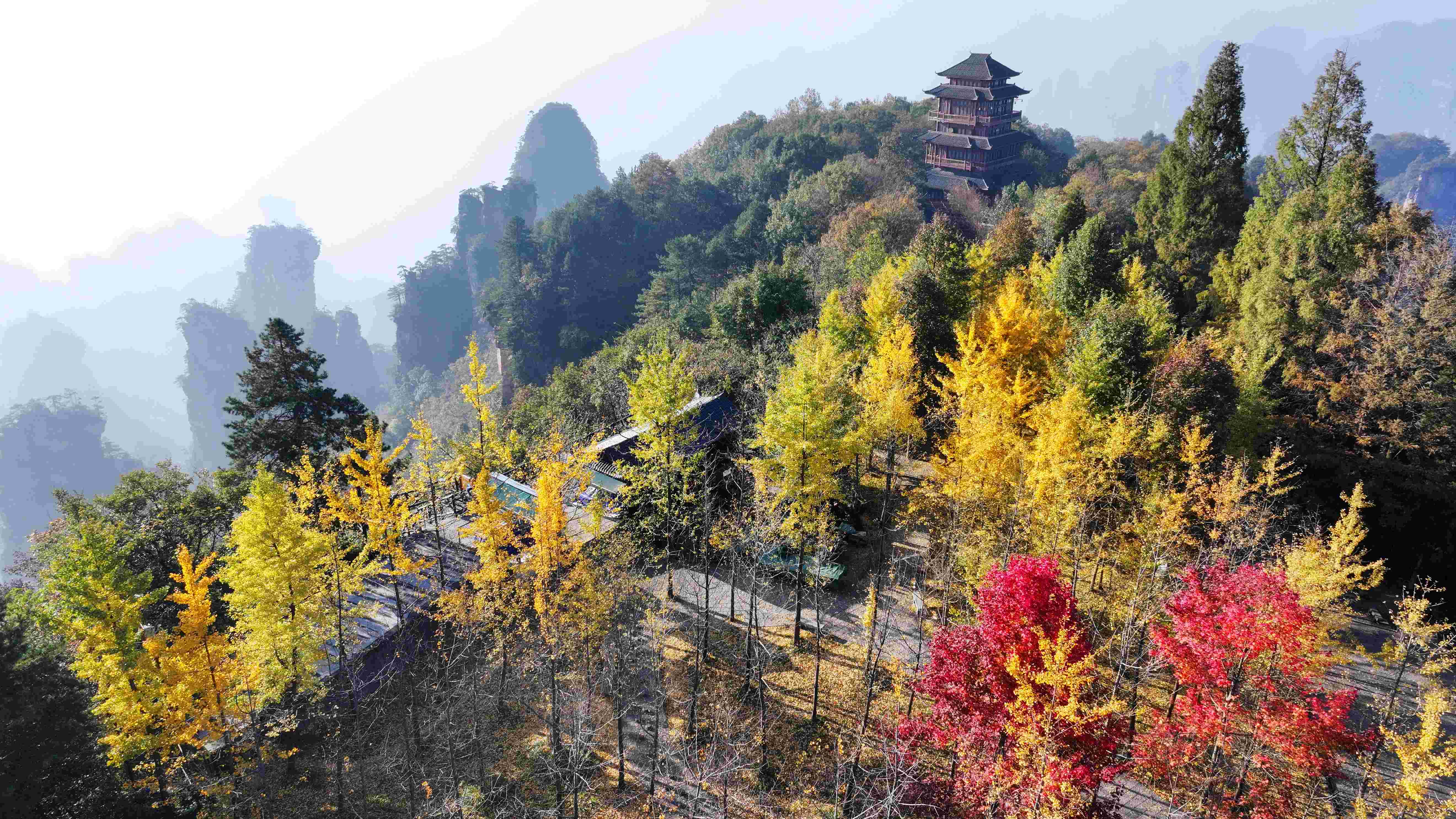 張家界天子山景區絢麗秋景醉遊人