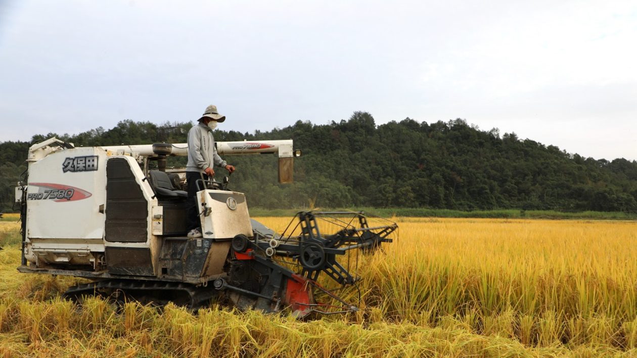 風掀稻浪  莞企幫扶的南雄絲苗米迎豐收