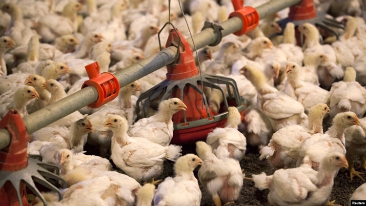 本港暫停進口美國加利福尼亞州克恩縣禽肉及禽類產品