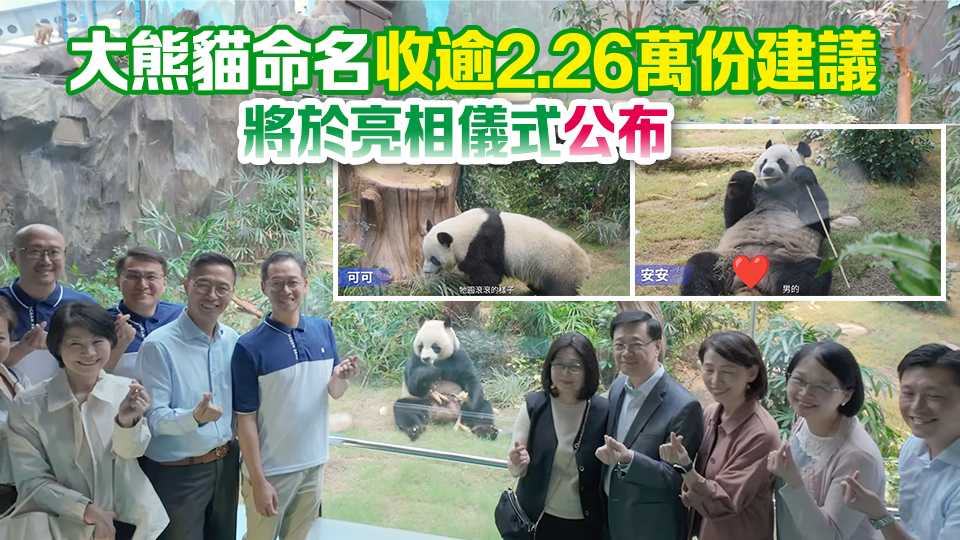 有片｜官宣！中央贈港大熊貓將於12月7日舉行亮相儀式 翌日與公眾見面