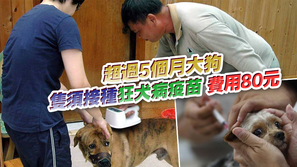 1·9起漁護署在各漁港為漁民狗隻注射狂犬病疫苗、植入晶片及續牌
