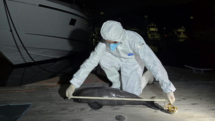 幼年江豚擱淺清水灣 累計第6宗