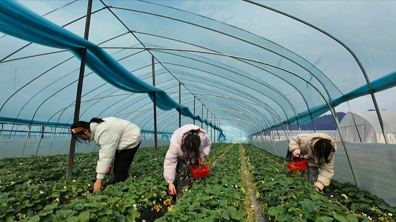 皖黟縣：草莓園裡春意鬧