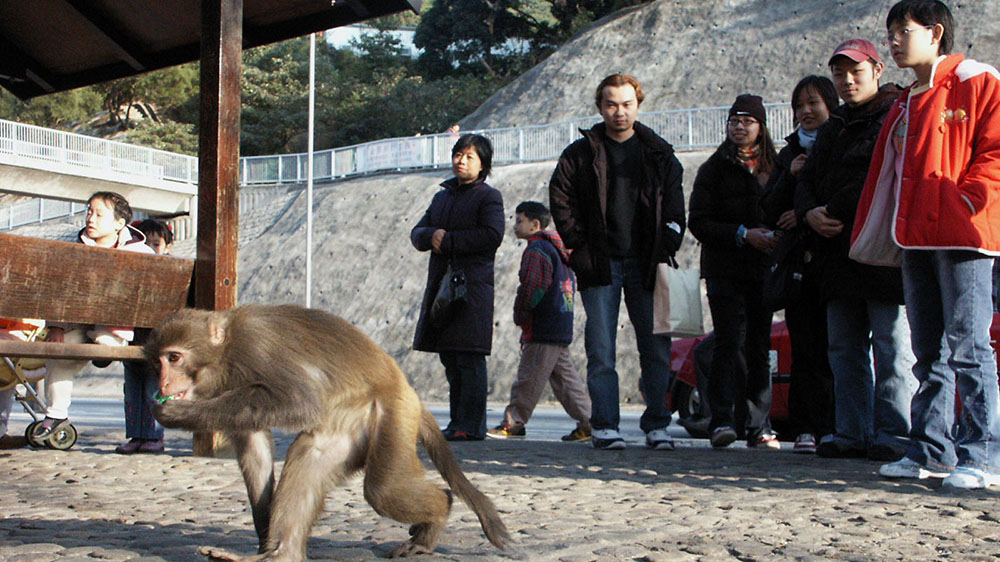 男子被猴子襲擊感染本港首宗猴疱疹病毒 約4個月後死亡
