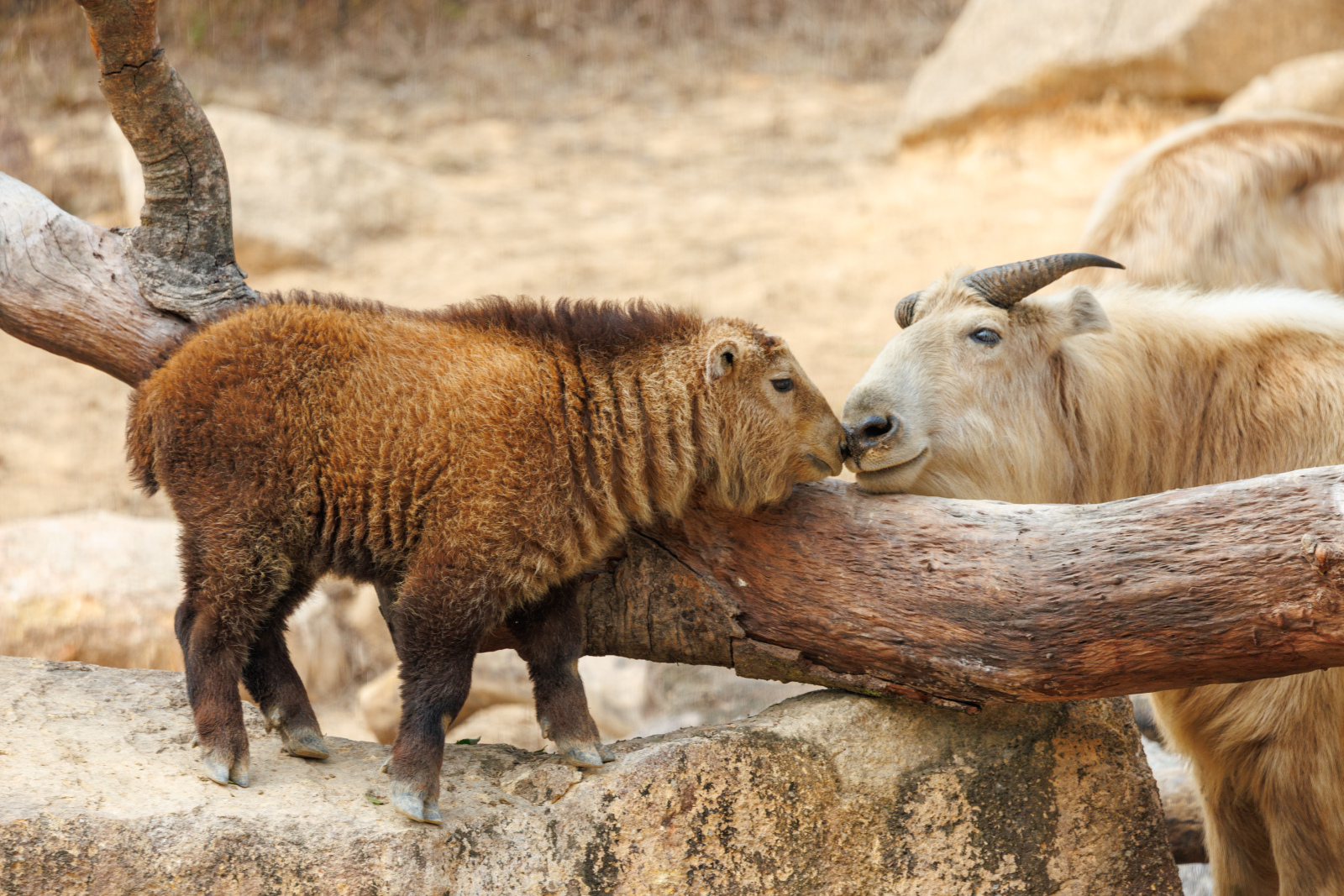 三頭幼崽成功合群 清遠長隆金毛羚牛種群數量接近30頭