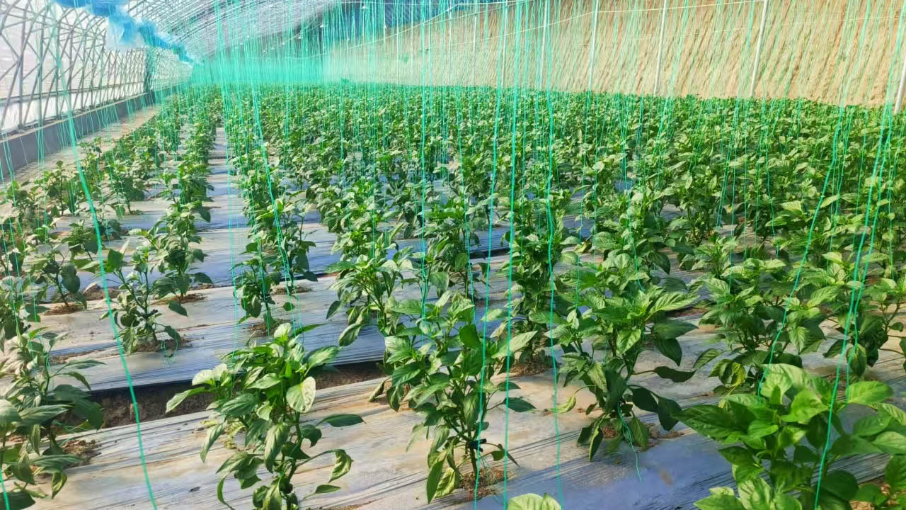 甘肅渭源：渭河源頭繪就新年好「豐」景