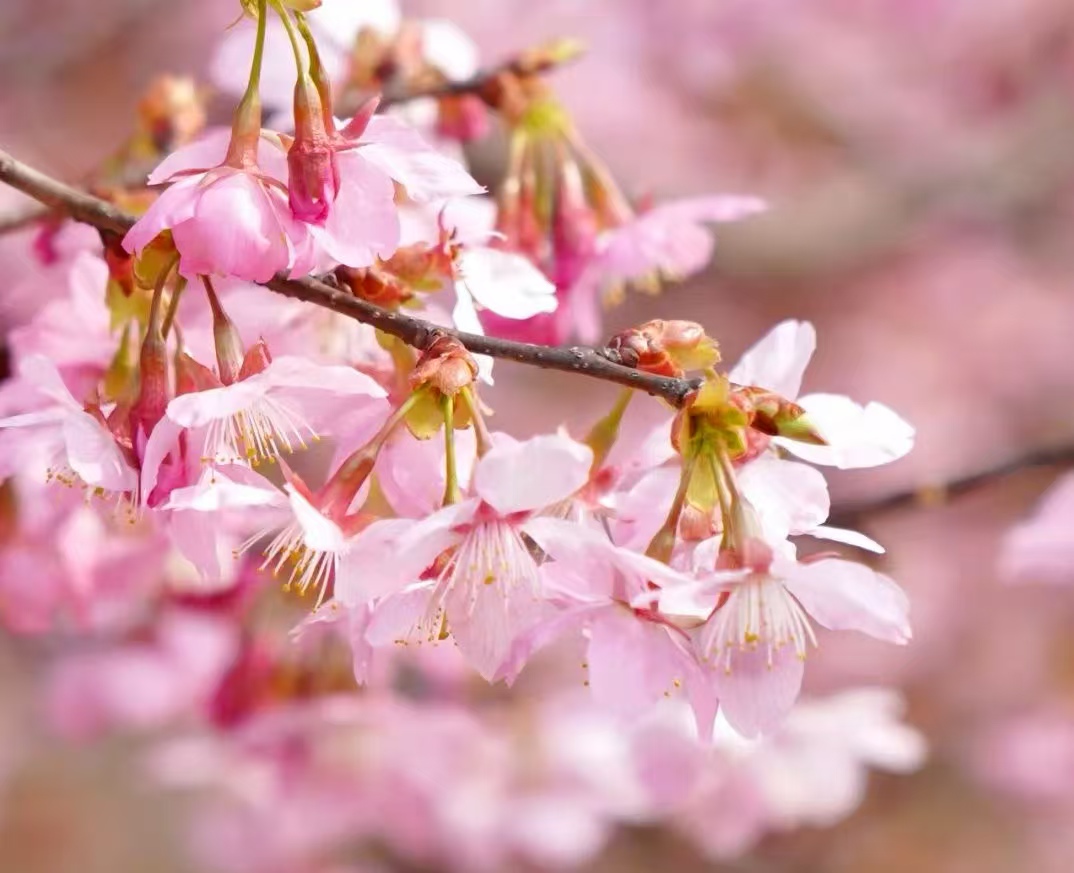 安徽巢湖：300餘畝櫻花綻放 春日盛景引遊客紛至