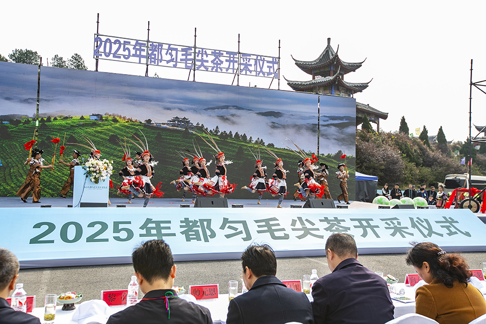 貴州黔南2025年「都勻毛尖」春茶正式開採