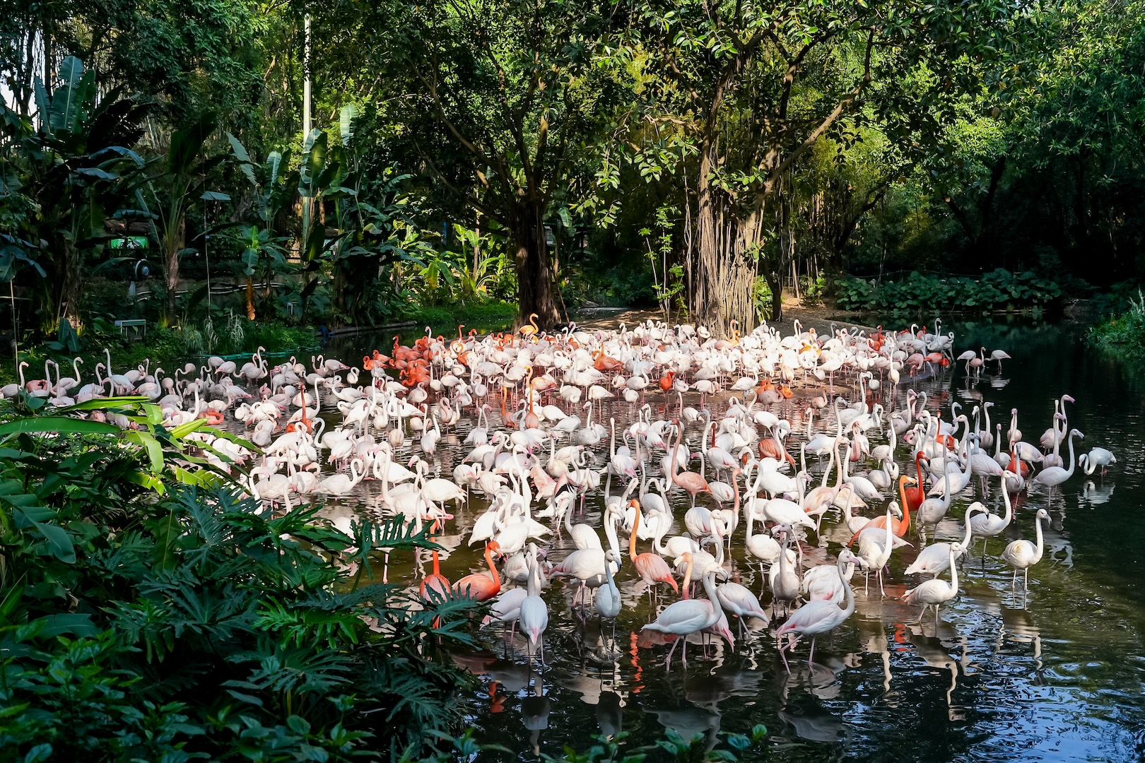 第44屆廣東省「愛鳥周」暨「長隆全球動物總動員」系列活動開幕