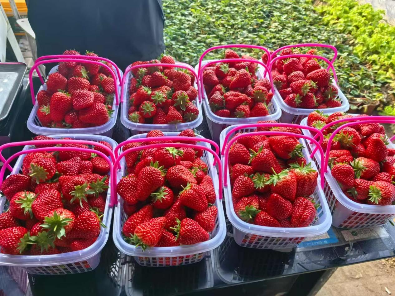 哈市香坊區朝陽鎮：採擷春日甜蜜 共赴「莓」好生活