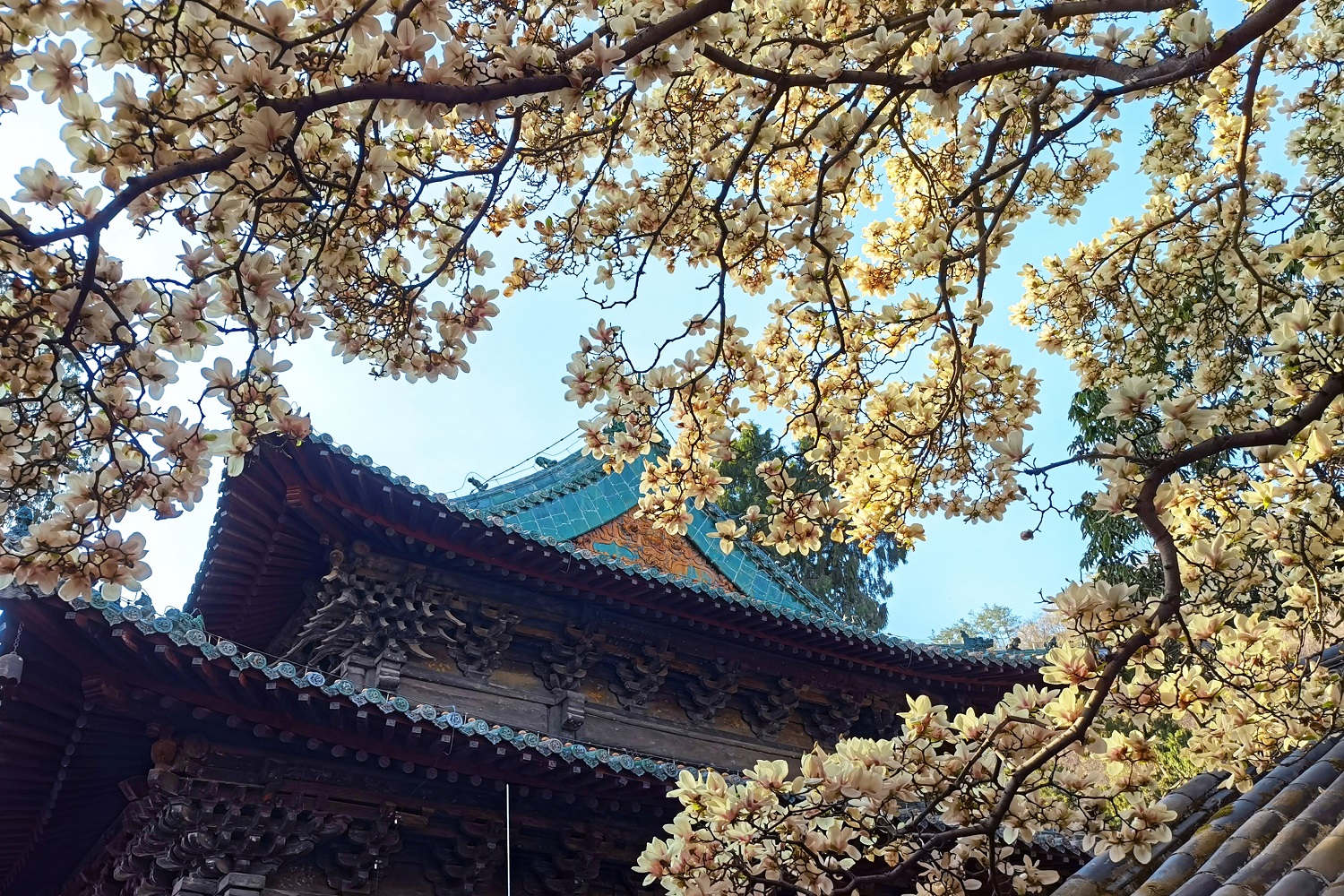 有片︱四川平武「深山故宮」春意盎然 百歲玉蘭花開正艷