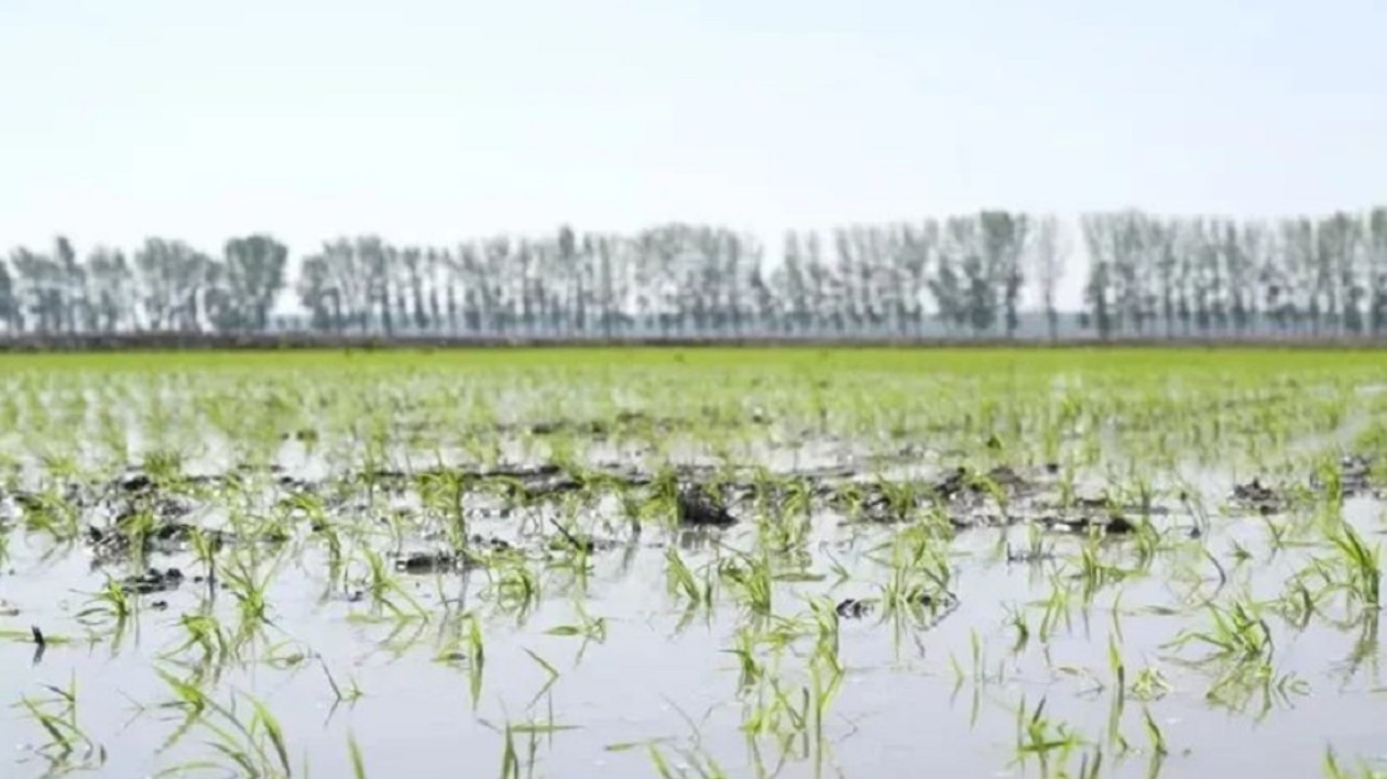 政策東風起！營口鄉村振興答卷正開篇
