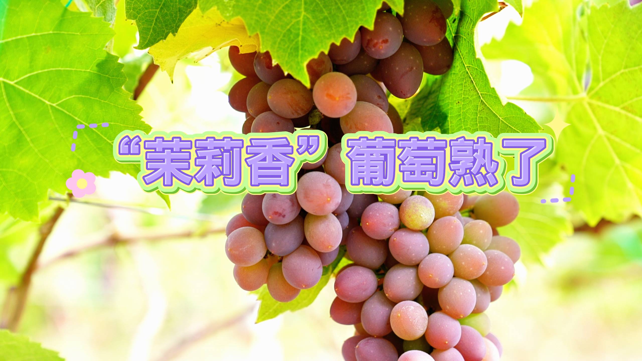 雲南永仁：「茉莉香」葡萄熟了