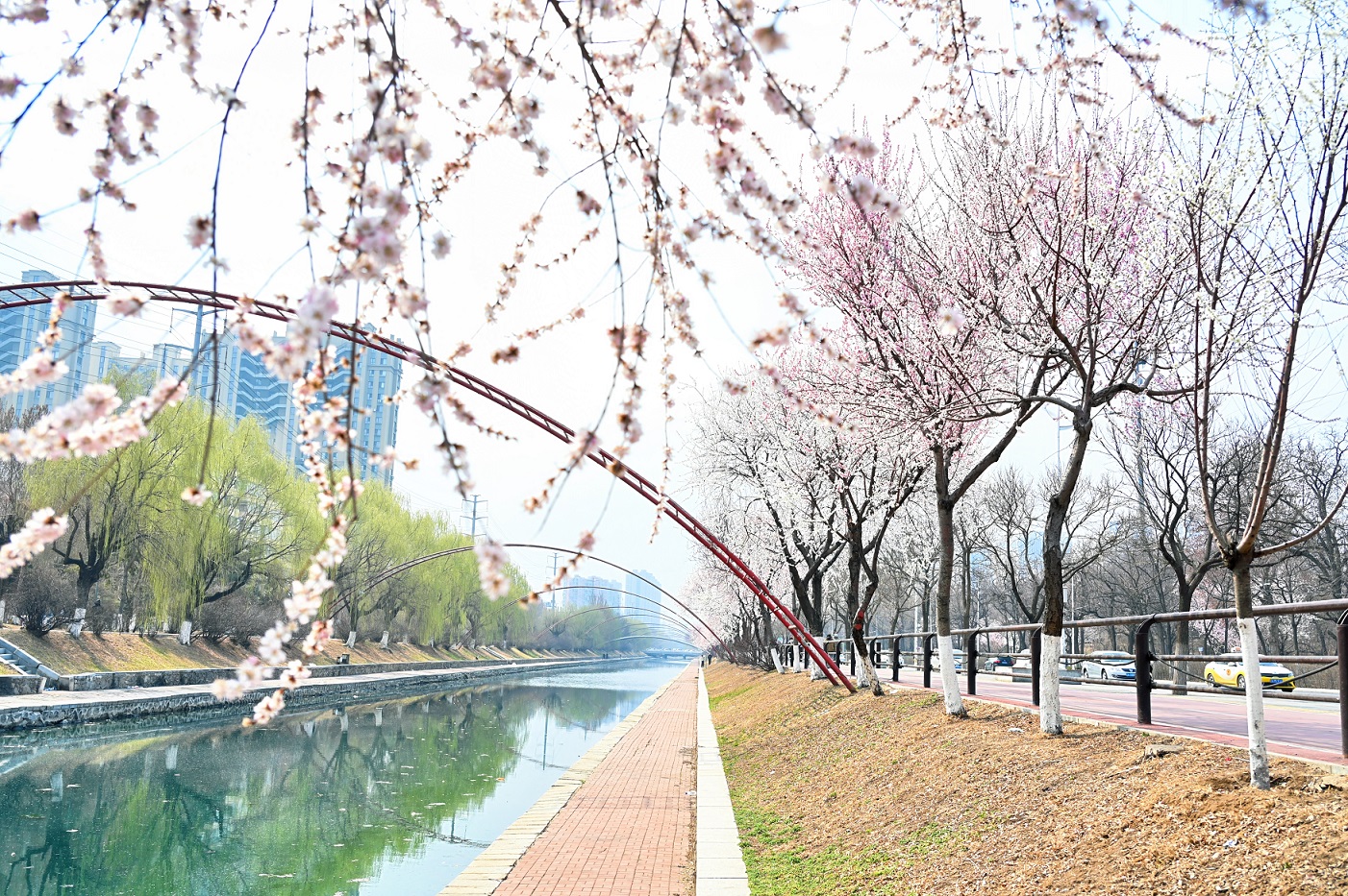 瀋陽鐵西：「十里桃花」 繪就工業城市春日盛景