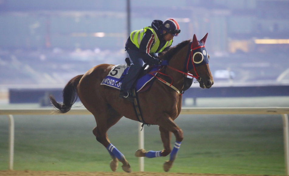 有片丨迪拜世界盃賽馬日直擊 「知足常樂」「嫡愛心」繼續備戰