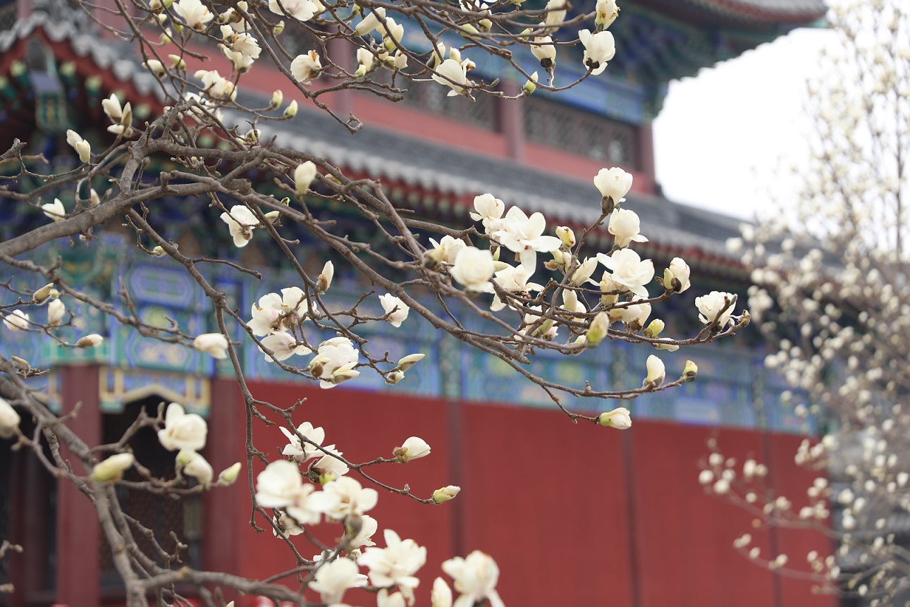 瀋陽東塔玉蘭花盛放  20萬人共赴春日之約