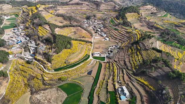 甘肅成縣：「金色產業」托起富民強村夢