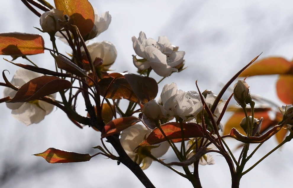 【視聽山東】萬畝梨花裏的文化盛宴