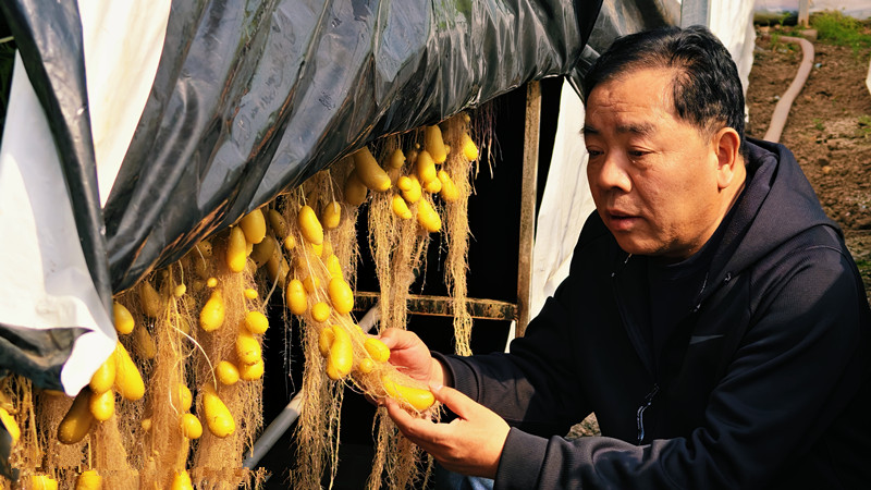 從「土裏生根」到「空中結果」 馬鈴薯空中培育新技術在河南臨潁綻放光彩