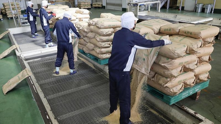 日本大米連漲14周價格破紀錄