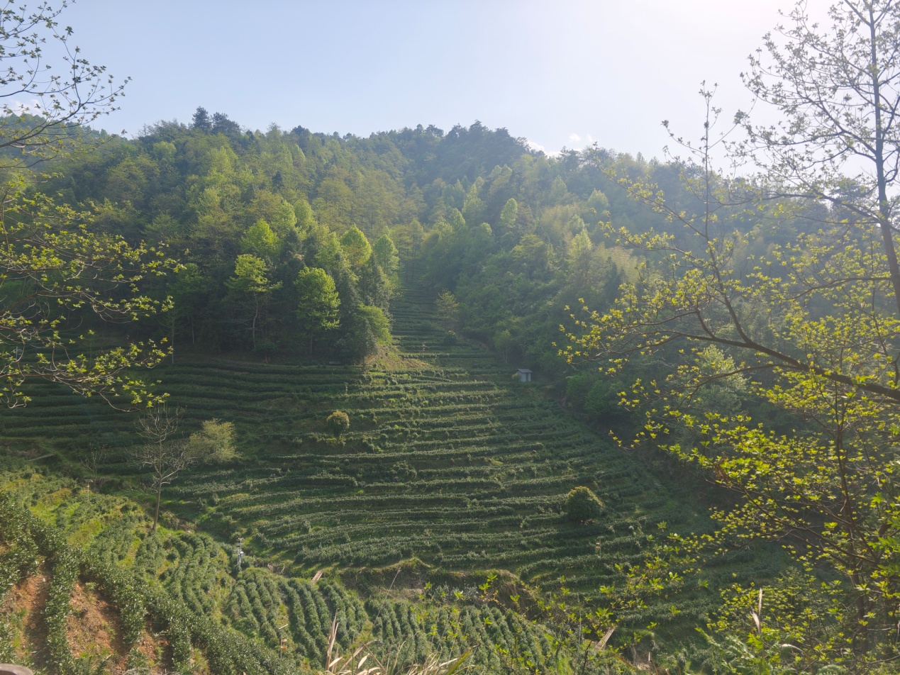 皖黃山區：生態茶園裡的那抹新綠